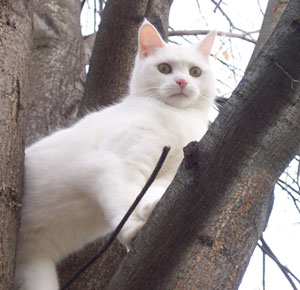 Chloe - Beautiful White Cat