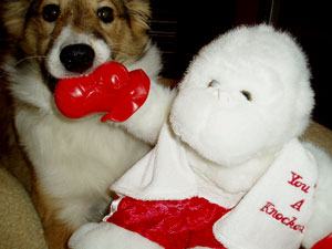 Chopper (American Eskimo/Sheltie)