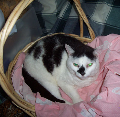 chtopcat.jpg