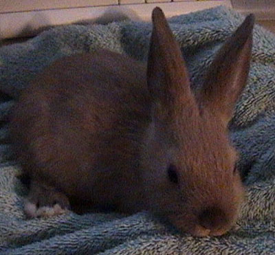 cinnamonbunny.jpg