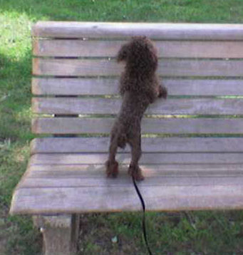 cocobench.jpg