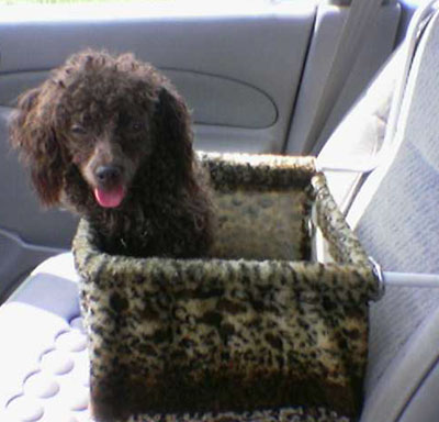 cococarseat.jpg