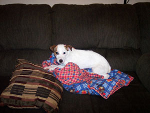 Meet Cookie! (Jack Russell Terrier)