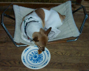 Corkey (Rat Terrier)