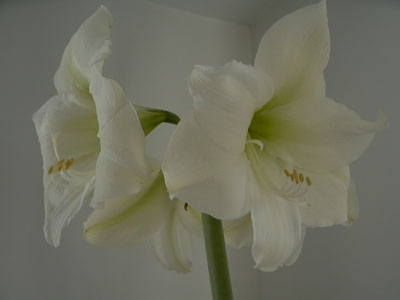 creamamaryllis.jpg