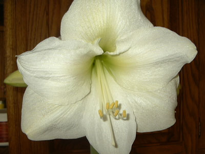 creamamaryllis2.jpg