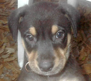 Daisy at 8 Weeks