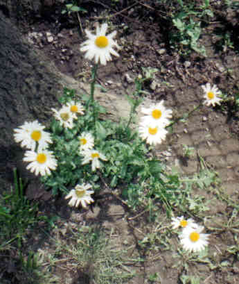 daisygrid.jpg