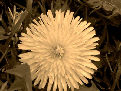 dandelion.jpg