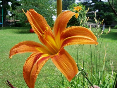 daylily01.jpg