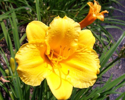 daylily02.jpg