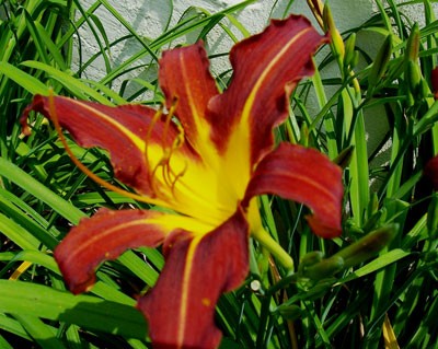 daylily03.jpg