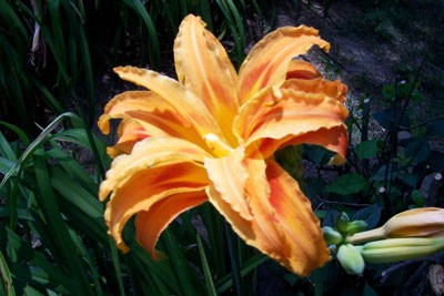 daylily04.jpg