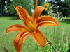 daylily100.jpg