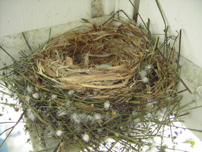 decobirdnest.jpg