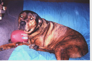 Dillinger (Pit Bull, Rotti mix)