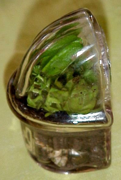 dishgarden1.jpg