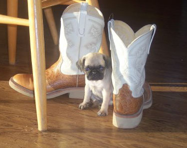 Dorothy - Chinese Pug