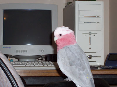 duncan_gallah.jpg