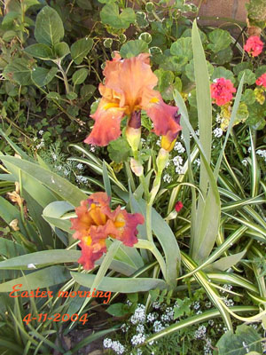 War Sails Or Terra Rosa - Iris - Easter Flowers
