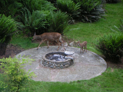 fawn1.jpg