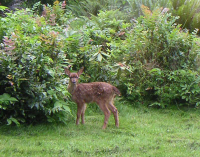 fawn2.jpg
