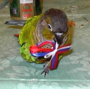 Felix (Green Cheek Conure)