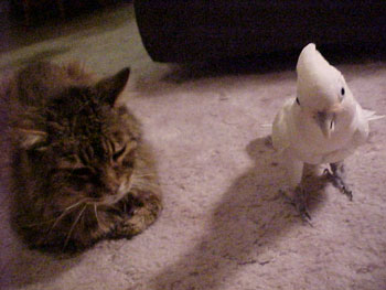 Fluffy and Poco - Cat and Cockatoo