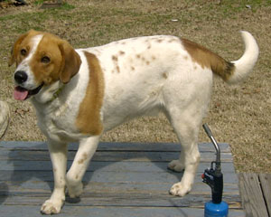 Freckles (Saved from Freeway)