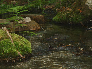 Fresh Water Spring