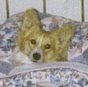 Gabby (Pembroke Welsh Corgi)