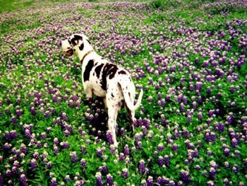 Getti (Great Dane)