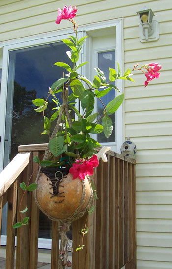 Gourd Plant Hanger