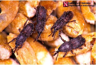 granaryweevil.jpg