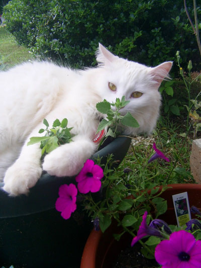 gus2005.jpg