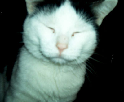 Harry the Cat
