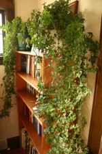 Houseplant Tips