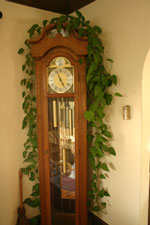 Houseplant Tips