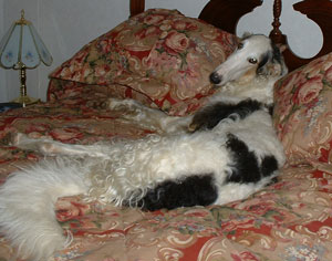 Hunter (Borzoi)