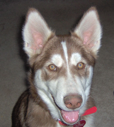 icehusky.jpg