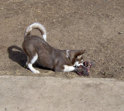 icehusky2.jpg
