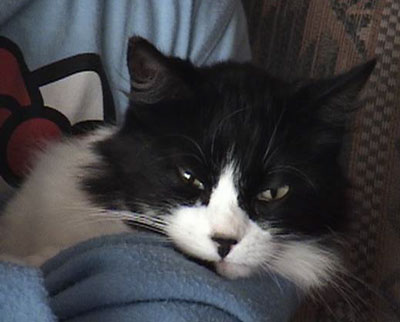 jacko.jpg