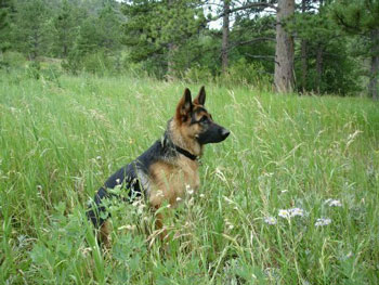 Jake (German Shepherd)