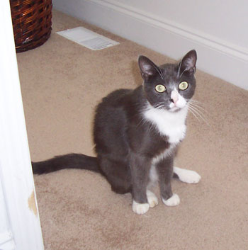 Joey Cat