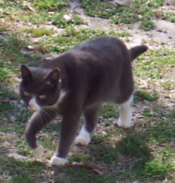 Joey Cat