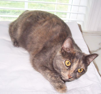 Bunnie -  Cat