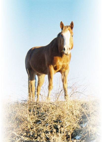 Justin Time - Quarter Horse Gelding