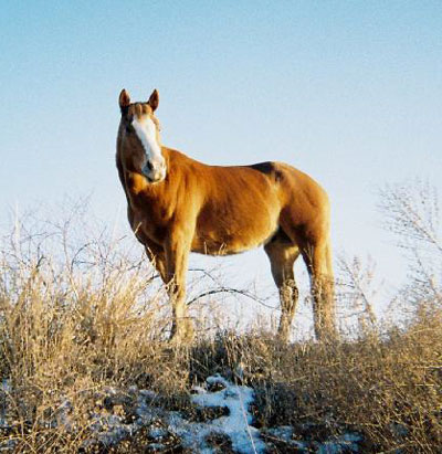 Justin Time - Quarter Horse Gelding