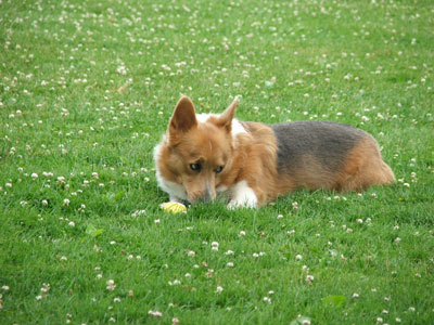 kobe_corgi.jpg