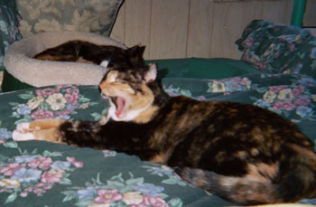 Liberty Belle and Freedom Belle